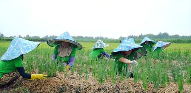 Vùng trồng Xã Cầu Kè